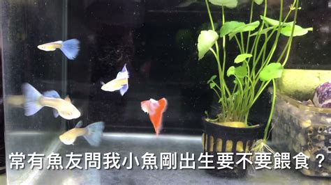 孔雀魚要養幾隻 屋企蜘蛛